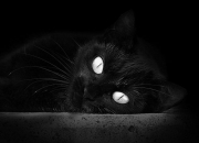 开云平台-欧冠决赛焦点战启示录，广东队如何以冲垮太阳之势重塑竞技哲学